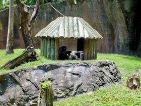 Chimps