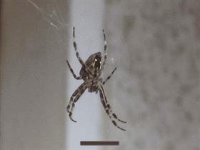 Spider on Balcony