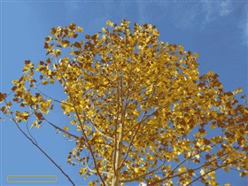 Autumn Leaves