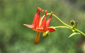 Red Columbine