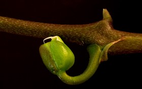 Orchid Budding