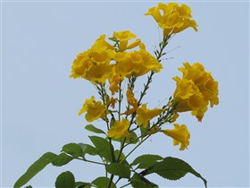 Yellow Oleander