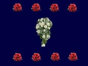 red white roses