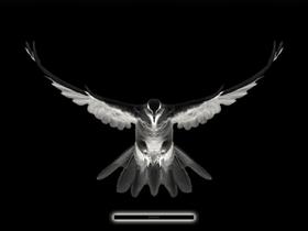Black Bird