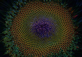 Macroflower