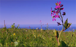 Wild flower