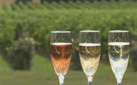 Wine Tasting