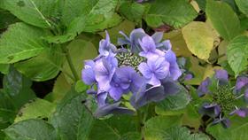 Rainy Flower