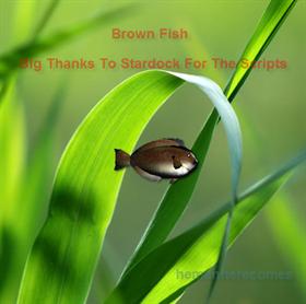 Brown Fish