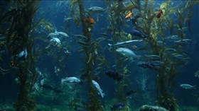 Coral Reef Fish