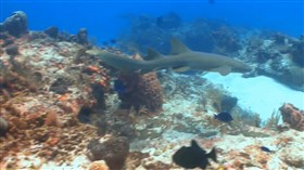 Grey_Smooth_Hound_Shark