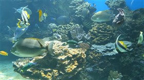 Tropical_Reef_Fish