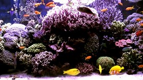 Coral_Reef_Aquarium