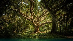 Brazilian_Rainforest