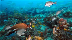 Reef_Fish_Unlimited