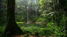 Jungle_Rainforest_Falls