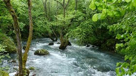 Georgeous_Hidden_Forest_Stream