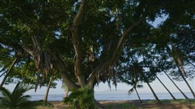 Hawaii_Banyan_Tree_Ocean
