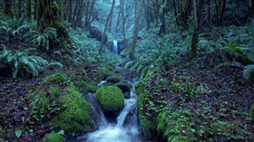 4K Fabulous_Rainforest_Stream 2