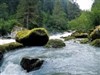 Roaring Forest Stream Falls