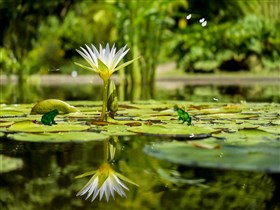 Lily_Pond