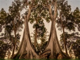 RainForest_Trees