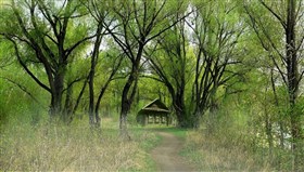 Forest_Wind