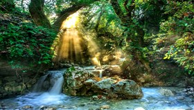 Forest_Rays
