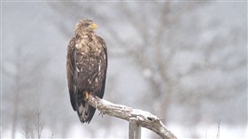 White-Tailed Eagle