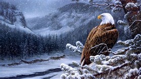 Eagle Winter