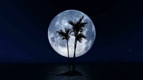 Moon Palms