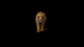 4K Tiger