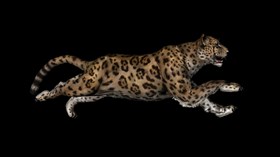 4K Jaguar