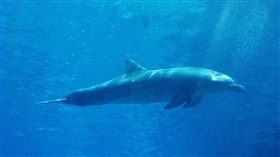 Dolphin