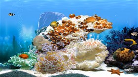 White Coral Sea 2