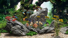 4K Aquarium 6