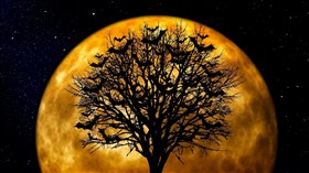 Bat Tree
