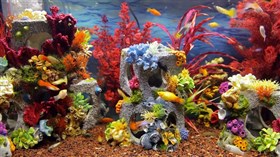 Colorful Aquarium v3