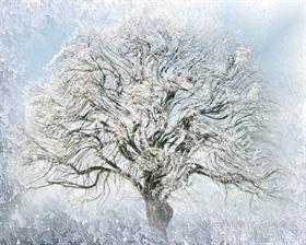 Ice Willow by AzDude