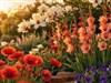 Garden Flowers