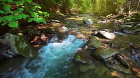 Forest Stream In Slow Motion
