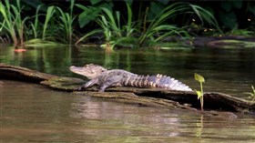 Alligator Swamp