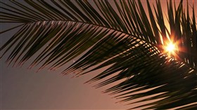 Palm Tree Sunset