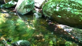 Creek Beauty
