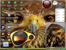 Red tail hawk two