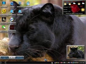 black cat7