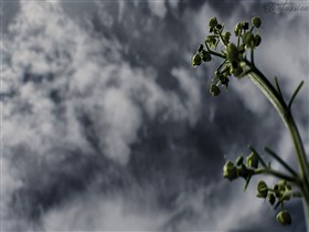Seed