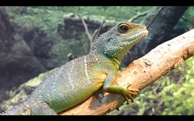 Water Dragon