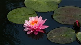 Lotus