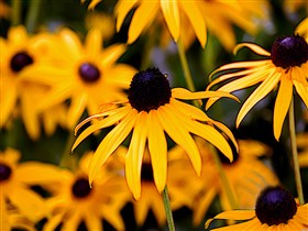 Daisy Patch